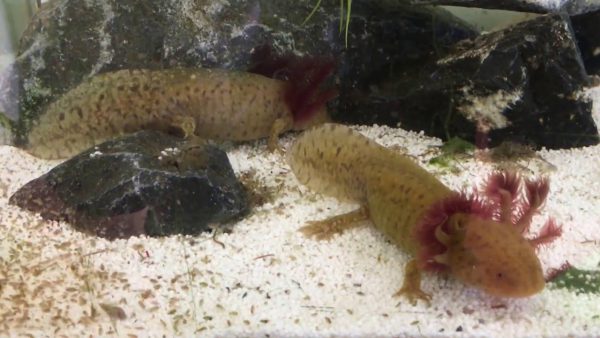 Ambystoma mexicanum 'Copper' M