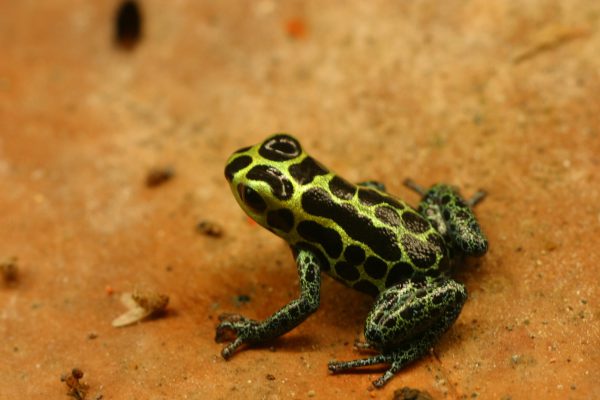 Ranitomeya imitator 'Nominate' L