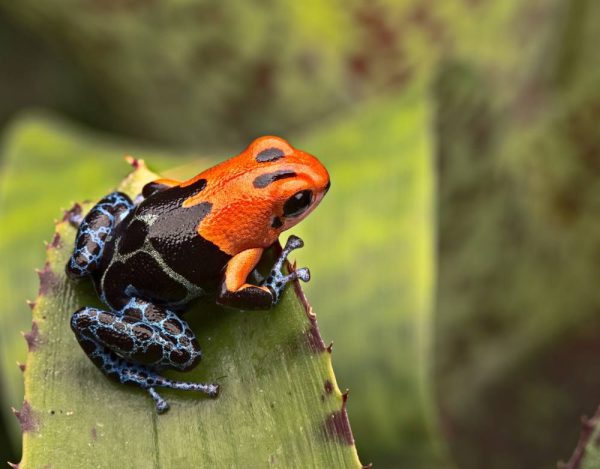 Ranitomeya fantastica 'Varadero' M