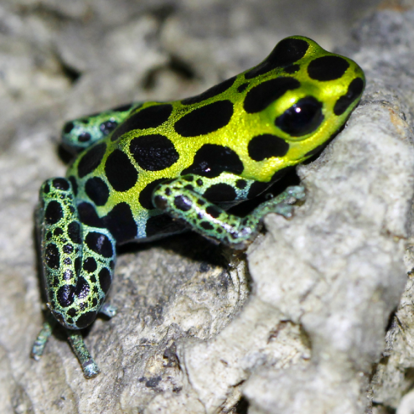 Ranitomeya variabilis 'Highland' M