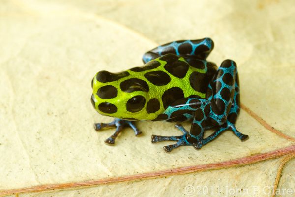 Ranitomeya variabilis 'Southern' M