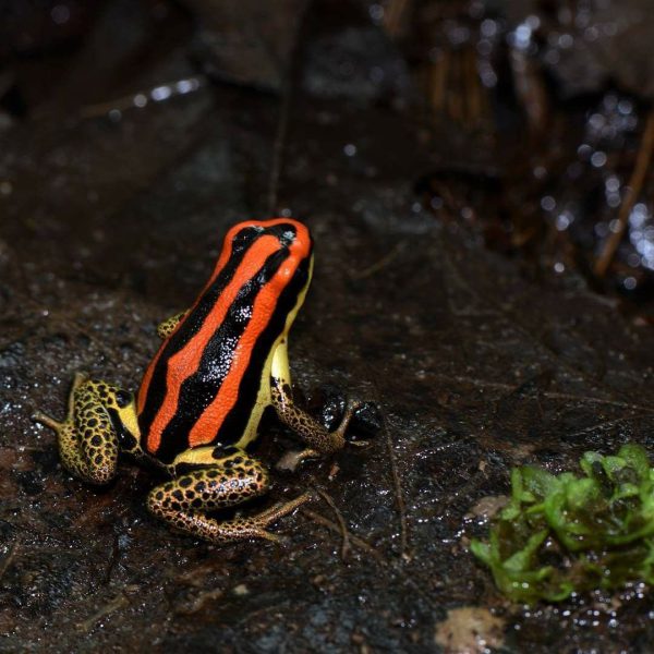 Ranitomeya uakarii 'Gold legged' M