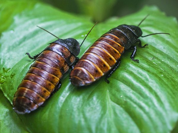 Gromphadorhina portentosa L