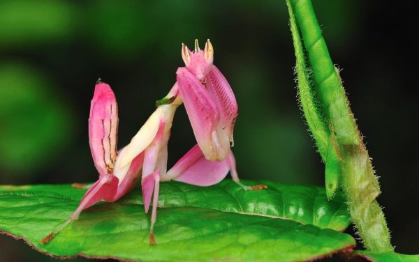 Hymenopus coronatus M