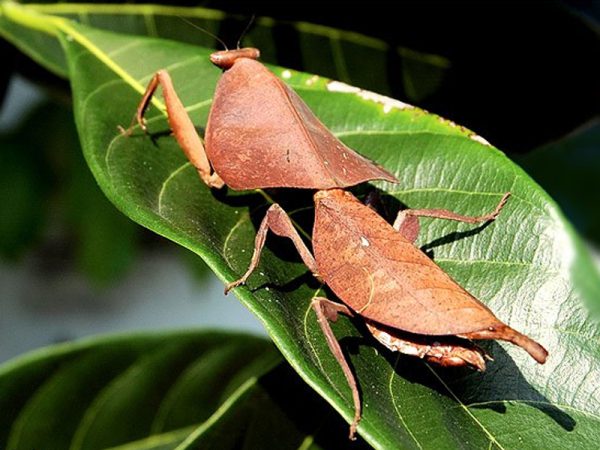 Deroplatys desiccata M
