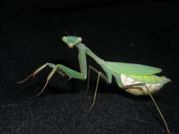 Miomantis paykullii M
