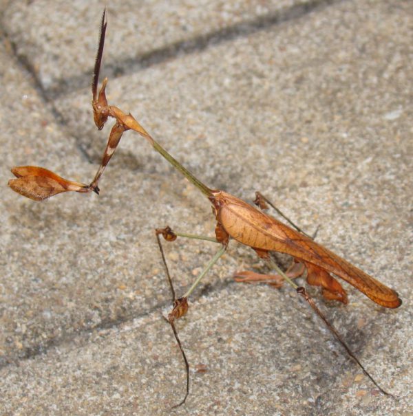 Gongylus gongylodes M