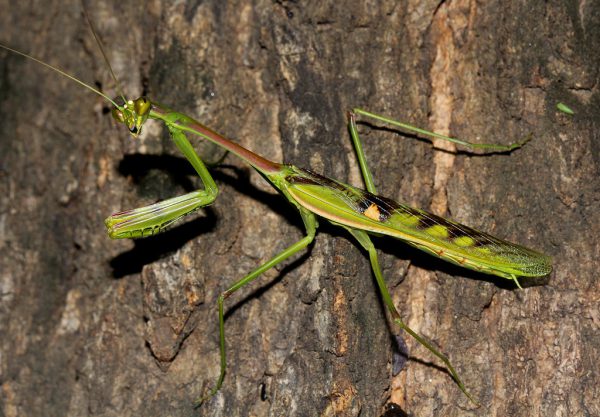 Omomantis zebrata M