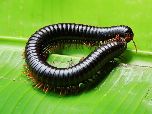Archispirostreptus gigas L