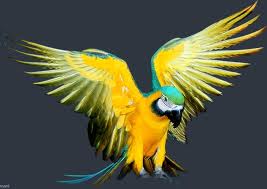 Blue & Gold Macaw (Mandla) - SELD!