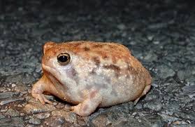 Bushveld Rain Frog ML