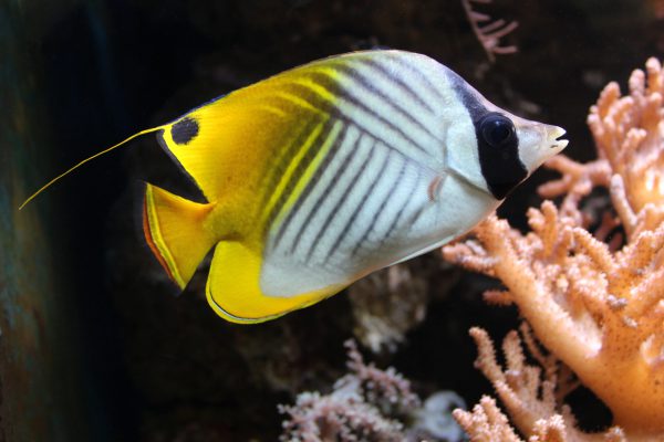 Chaetodon auriga L