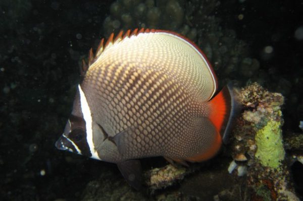 Chaetodon collare S