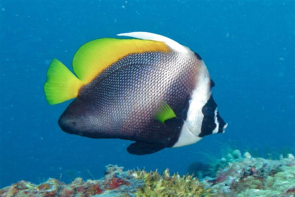 Heniochus singularius M