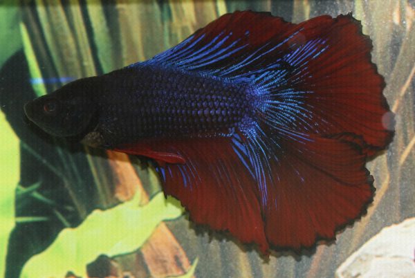 Fighter Full Moon Double Tail L - Male