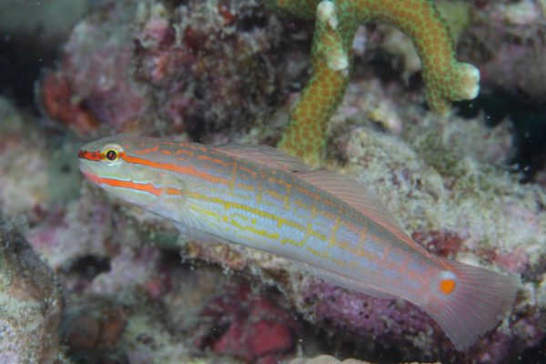 Amblygobius decussatus AS
