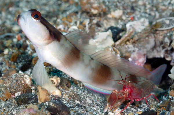Amblyeleotris gymnocephala AS