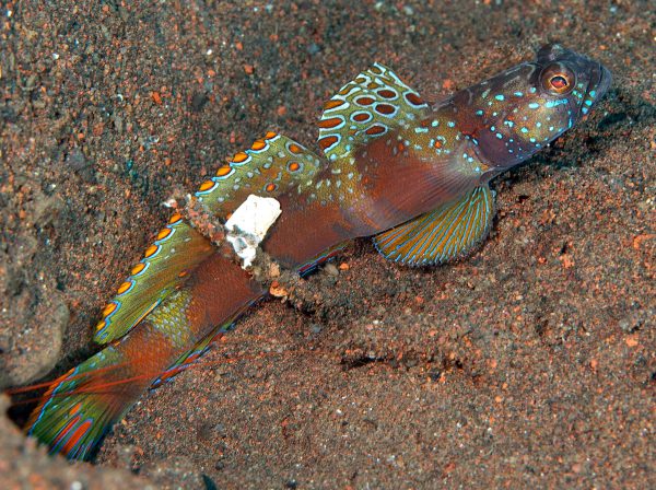 Amblyeleotris latifasciata AS