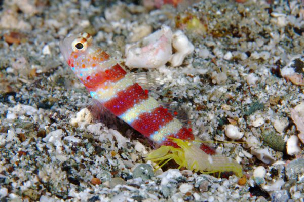 Amblyeleotris wheeleri AS