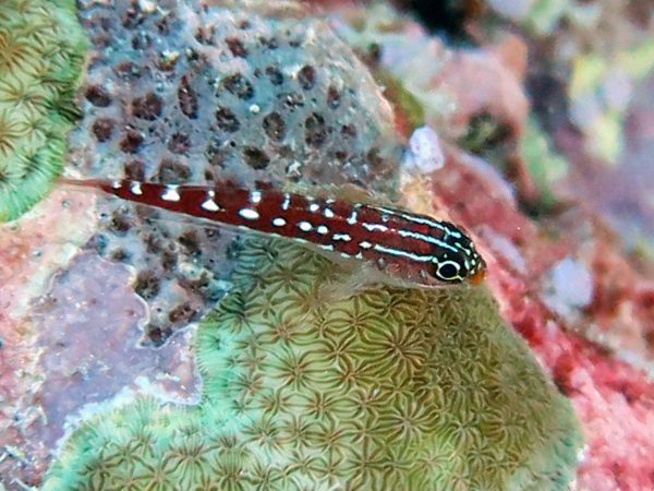 Helcogramma maldivensis AS