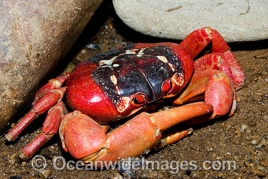 Red Crab M