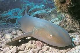 Shark - Nurse M