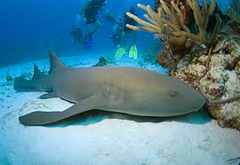 Shark - Nurse L
