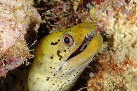 Yellow Head Eel L