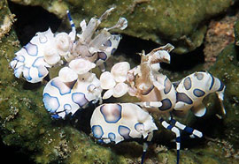 Harlequin Shrimp M