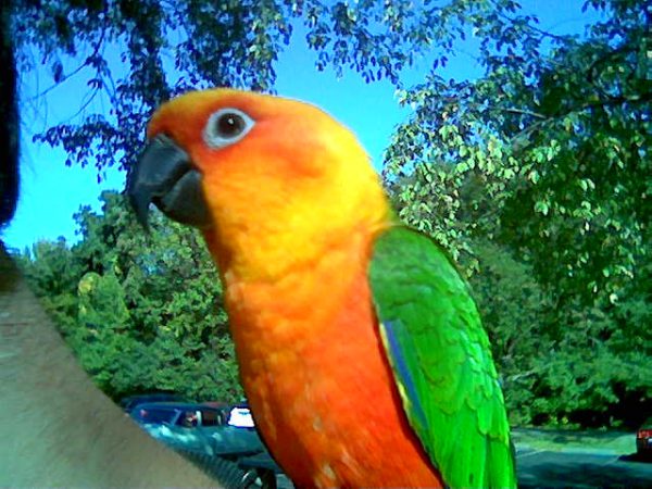 Jandaya Conure (Kíki) - SELDUR!