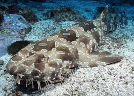 Shark - Wobbegong L