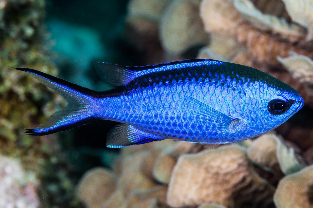 Chromis cyanea S