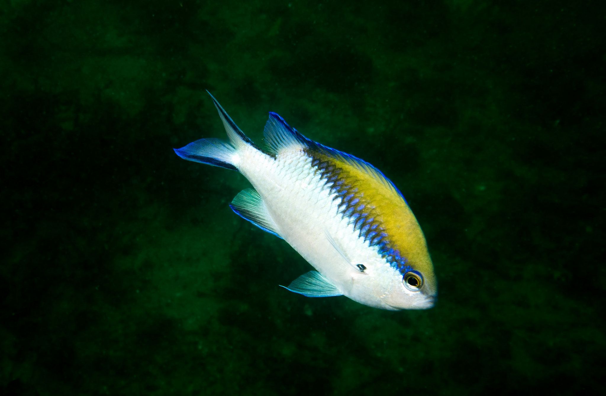 Chromis nitida (Australia) AS