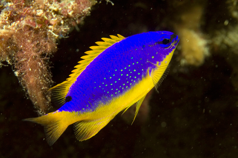 Chrysiptera taupou M