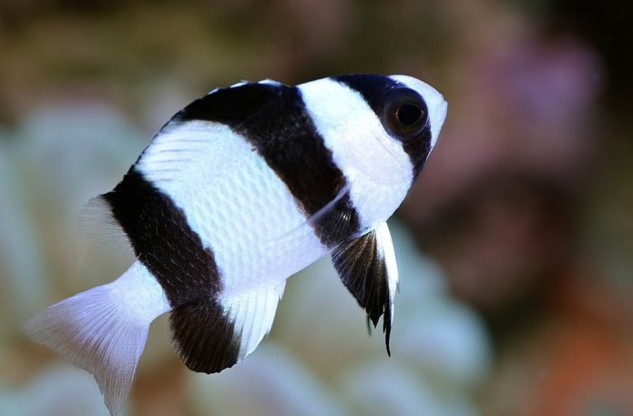 Chrysiptera tricincta (Vanuatu) AS