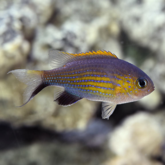 Chromis vanderbilti (Tonga) AS