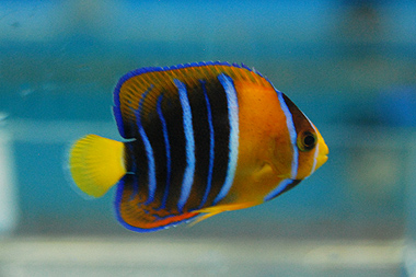 Holacanthus passer M