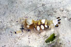 Anemone Shrimp L