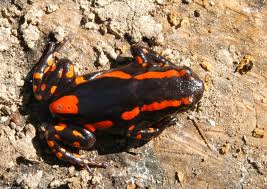 Red-banded Rubber Frog ML