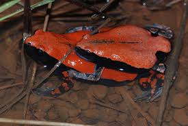 Fire Frog SM