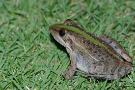 Mascarene Frog M