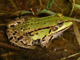 Pool Frog SM
