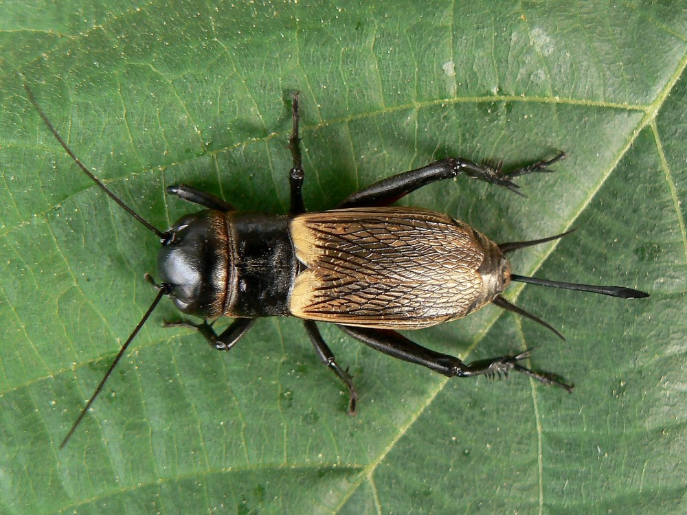 Gryllus campestris (Tray) M