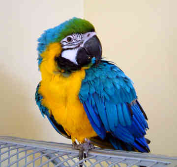 Blue & Gold Macaw (Díva) - SELD