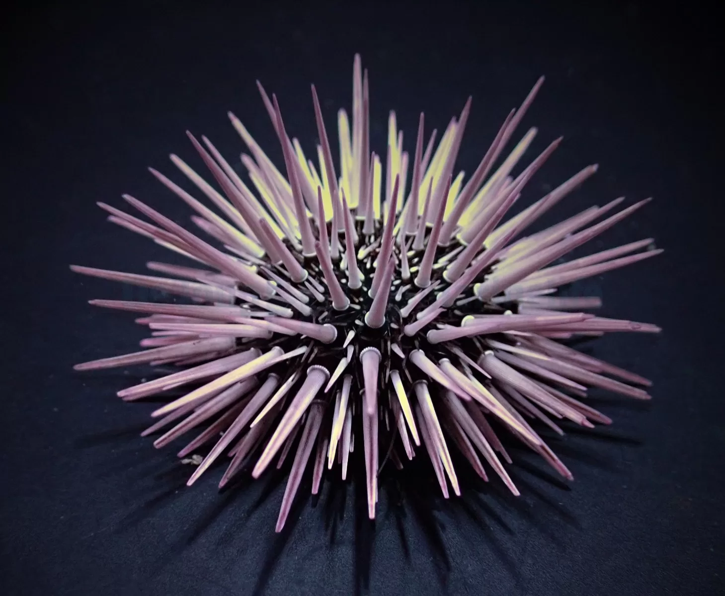 Echinometra mathaei (Premium) AS - Image 2