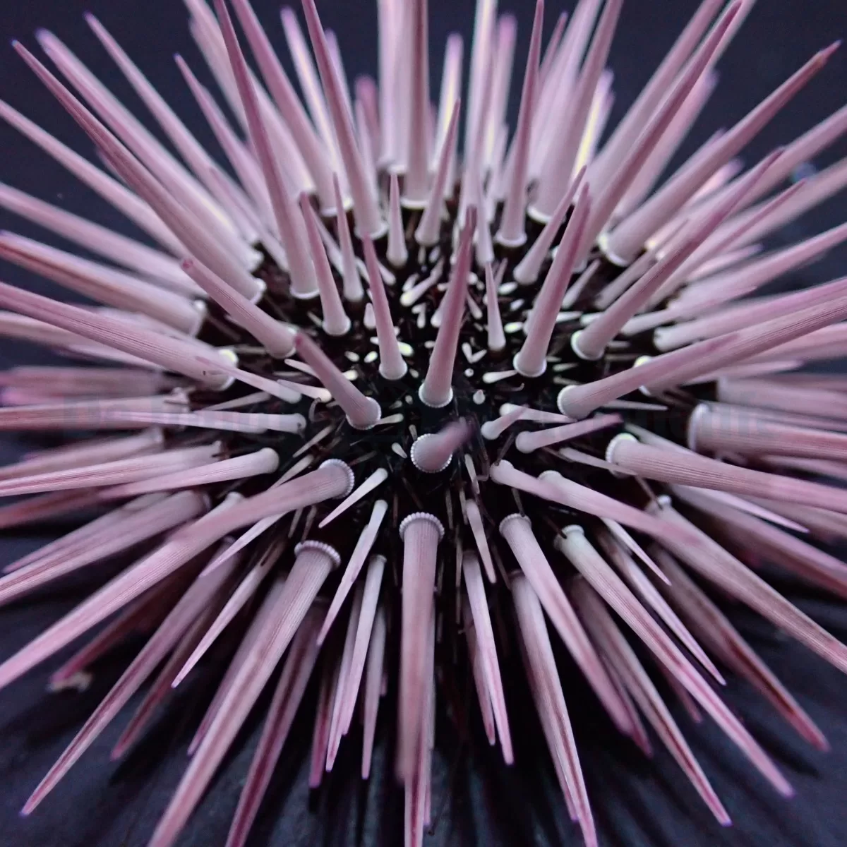 Echinometra mathaei (Premium) AS - Image 3