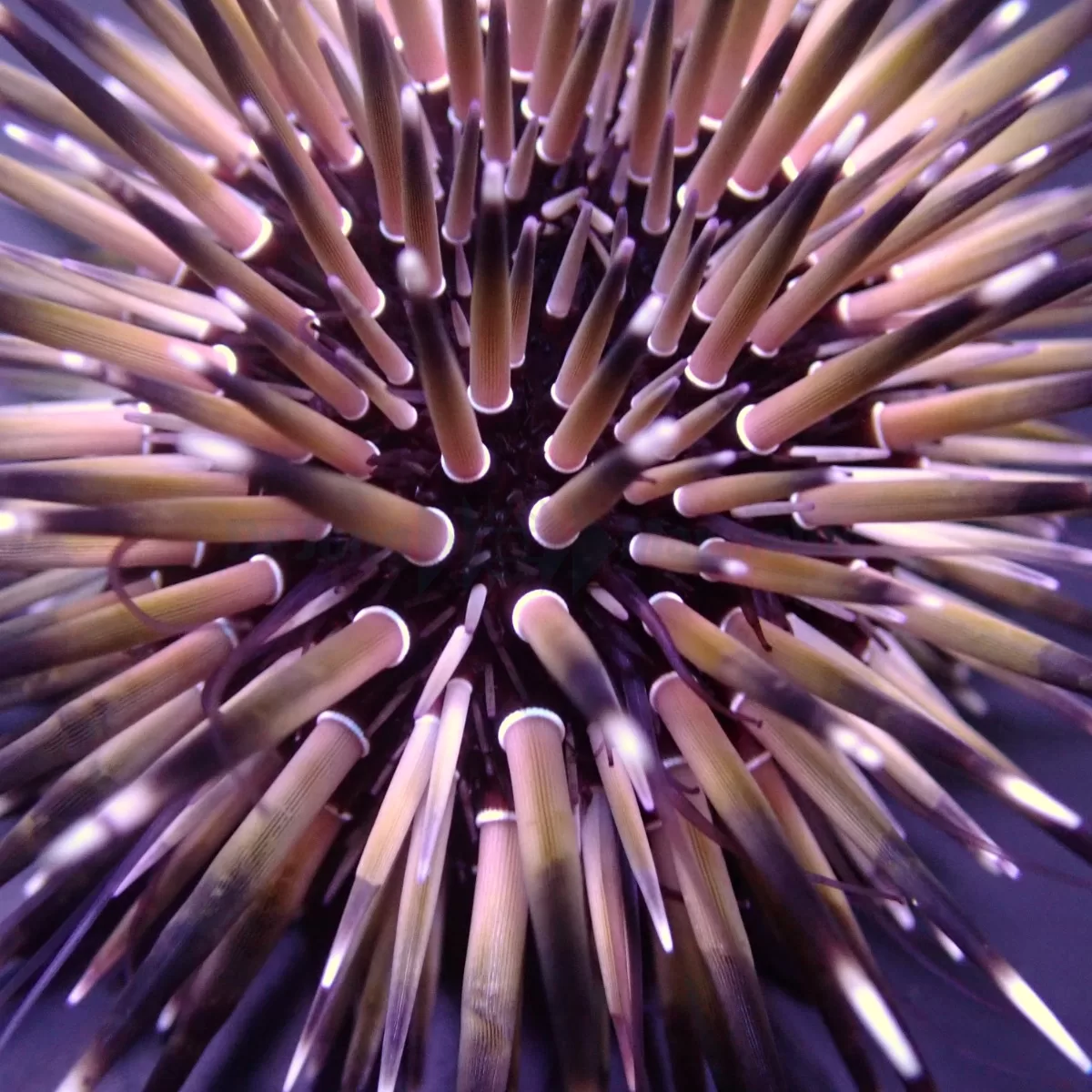 Echinometra mathaei (Premium) AS - Image 4