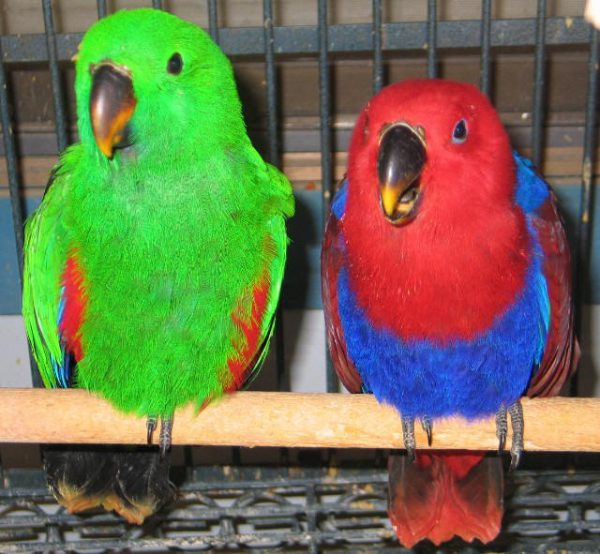 Solomon Island Eclectus Pair (Joshua og Willow) - SELD!
