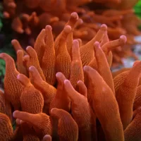 Entacmaea quadricolor 'Red' L