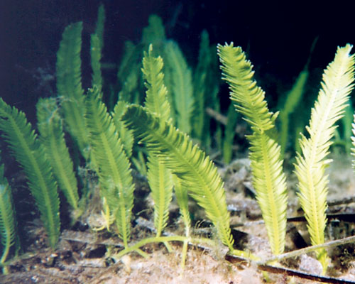 Algae on Rock - Caulerpa S